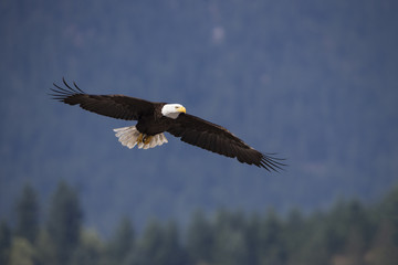 Wildlife