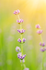 Blossoming of lilac lavender flower in green grass at summer time, natural floral seasonal background with sun shining