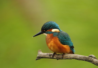 Wildlife