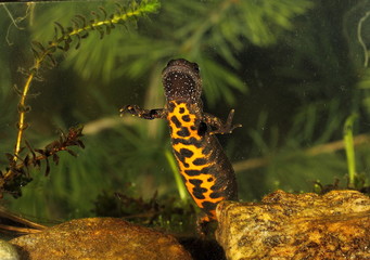 Wildlife