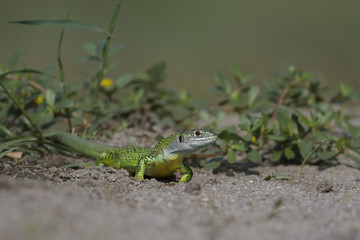 Wildlife