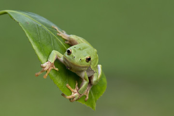 Wildlife