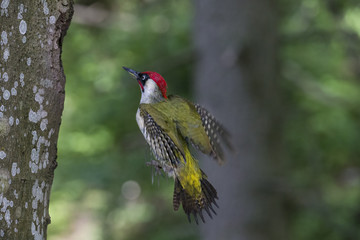 Wildlife