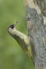 Wildlife