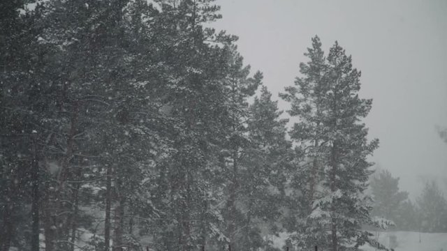 Snow falling on pine branch. Snowflakes falling on a pine branch and create a beautiful picture of winter