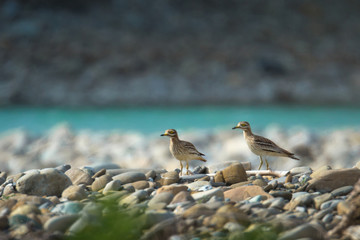 Wildlife