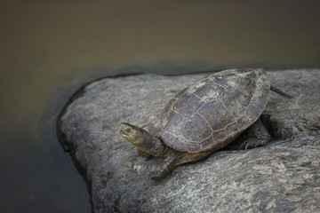 Wildlife