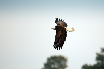 Wildlife