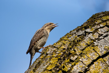 Wildlife