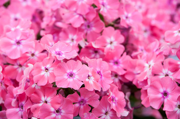 Phloxes pink. Flowers
