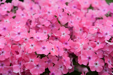Phloxes pink. Flowers