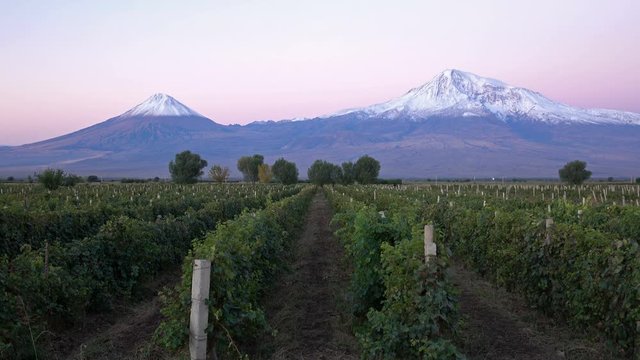 Snowcapped legendary Ararat mountain at sunrise, symbol of Armenia, with rows of vineyard in front