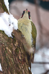 Wildlife