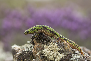 Wildlife