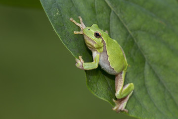 Wildlife