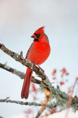 Wildlife