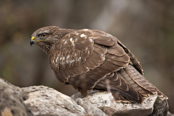 Wildlife