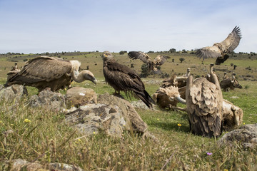 Wildlife