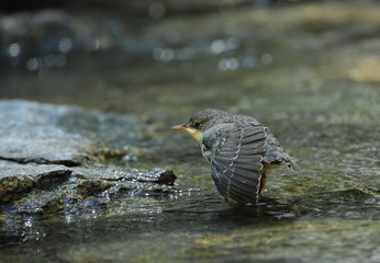 Wildlife