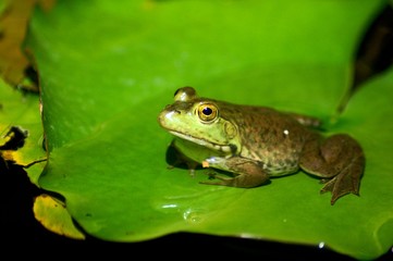 Frog on lillypad