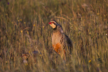 Wildlife