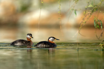 Wildlife