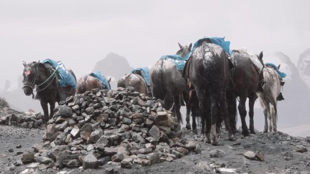 Pack animals, mules and horses in basecamp during a snowfall, Andean Mountains. 4k