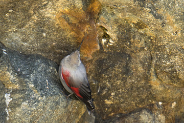 Wildlife