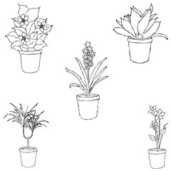Houseplants. Sketch by hand. Pencil drawing by hand. Vector image. The image is thin lines