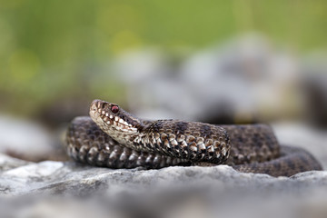 Wildlife