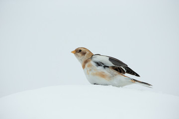 Wildlife