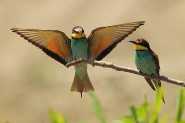 Wildlife