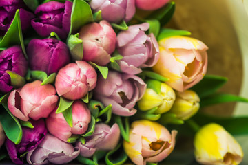  Bunch of Colorful Tulips