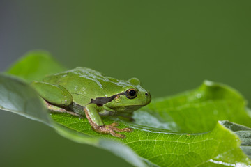 Wildlife