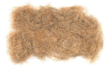 Dogs brown hair closeup