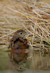 Wildlife