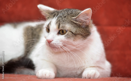 White With Brown European Shorthair Cat On A Red Background Stock