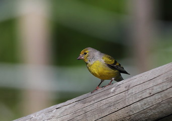 Wildlife