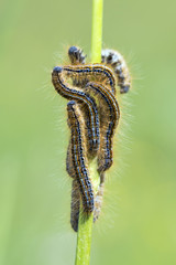 Wildlife