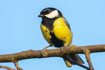 Obraz premium Great tit