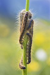 Wildlife