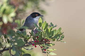 Wildlife