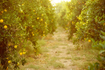 Orange garden with ripening orange fruits on the trees with green leaves, natural and food background