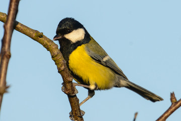 Obraz premium Great tit