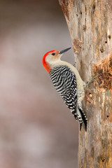 Wildlife