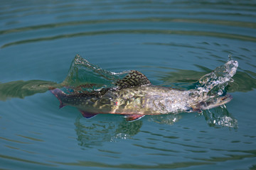 Fototapeta premium Wildlife