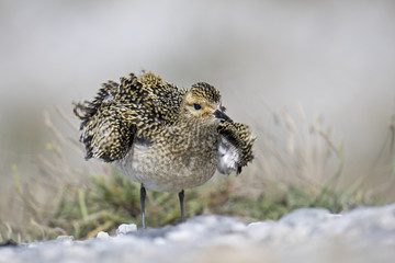Wildlife