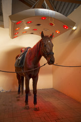 Purebred racehorse sunbathing in special solarium for horses