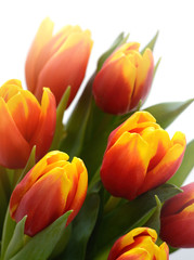 Beautiful red and yellow tulip flowers on white.