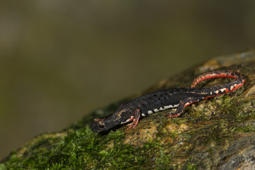 Wildlife